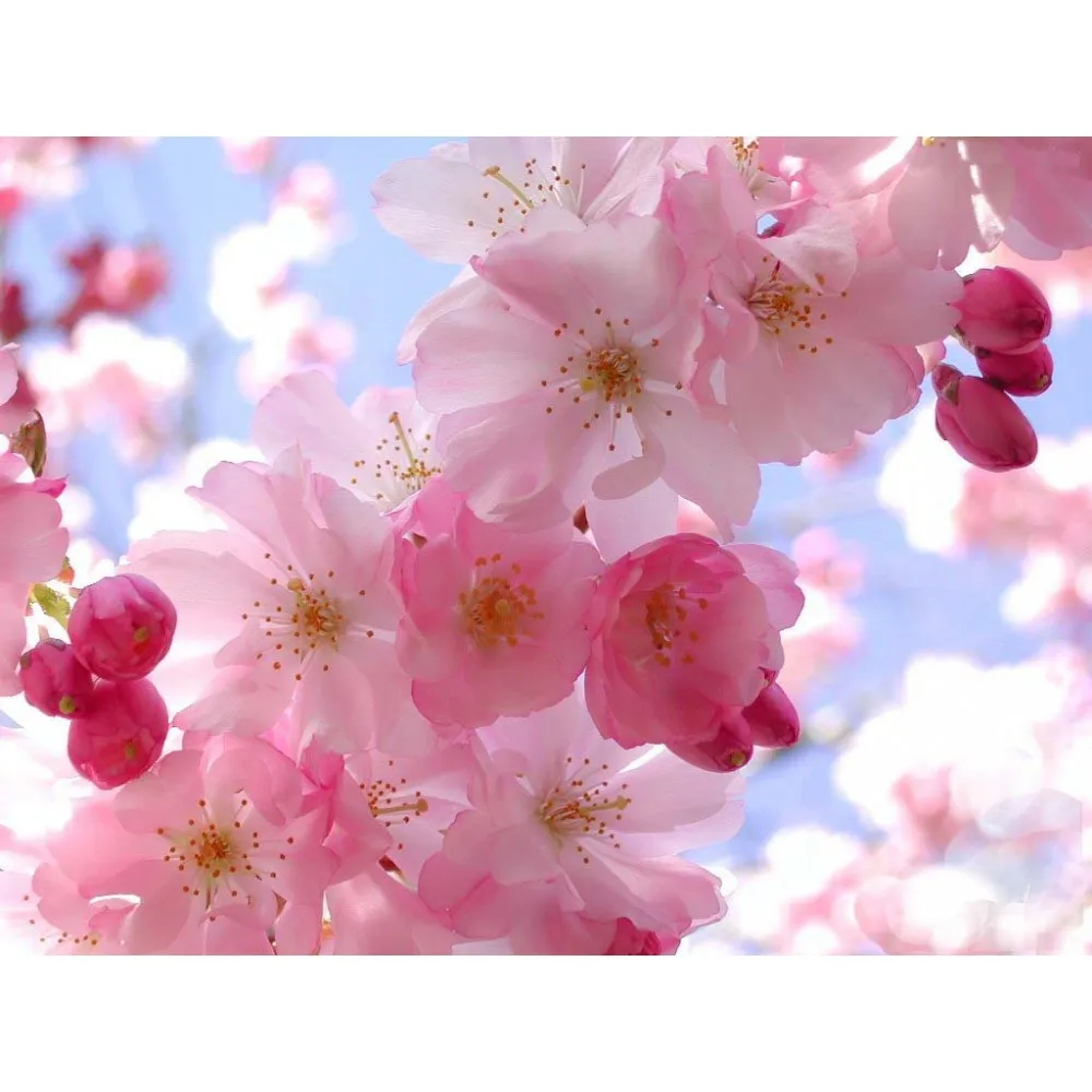 Cialda In Ostia Fiori Rosa Donna Torta Decorazioni Feste Dischi Commestibile